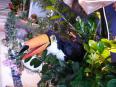 Le Toucan | Puces Privées