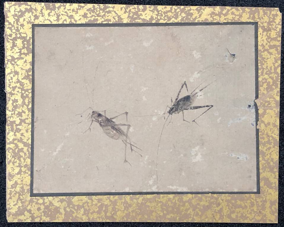 Aquarelle XVII e entomologie insectes vers 1630 insecte | Puces Privées