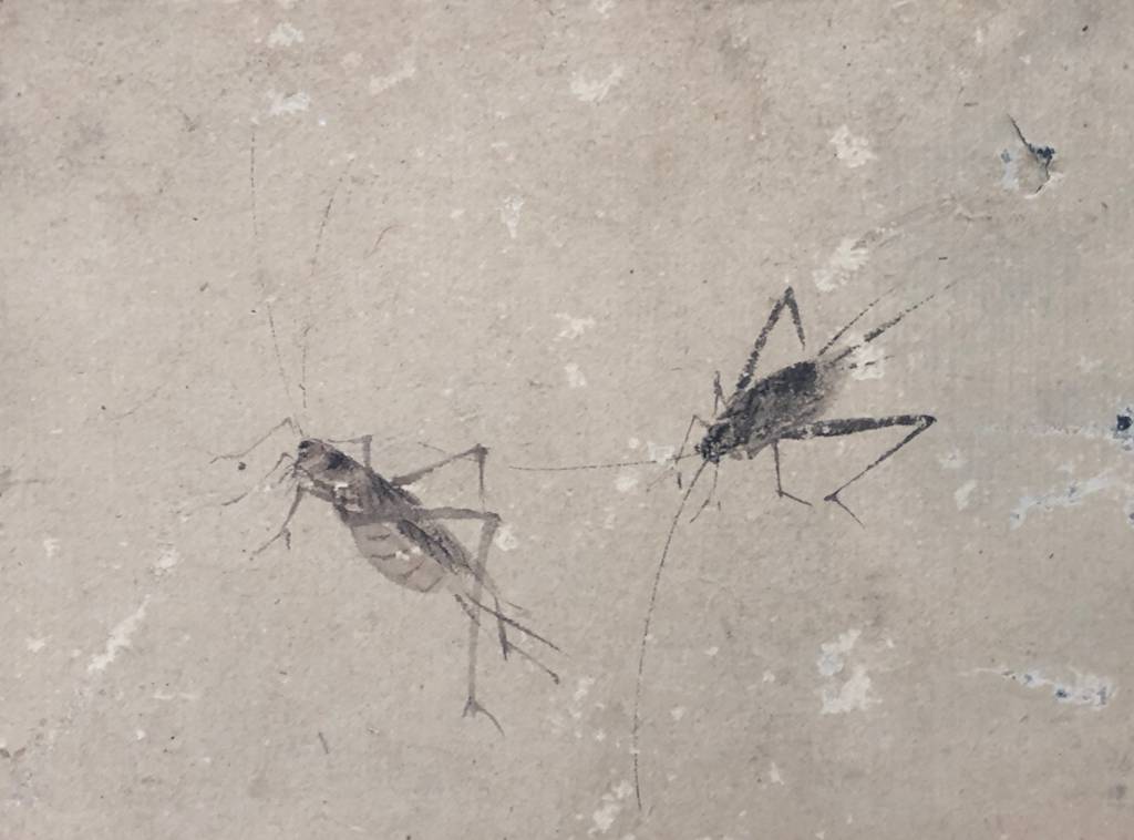 Aquarelle XVII e entomologie insectes vers 1630 insecte | Puces Privées