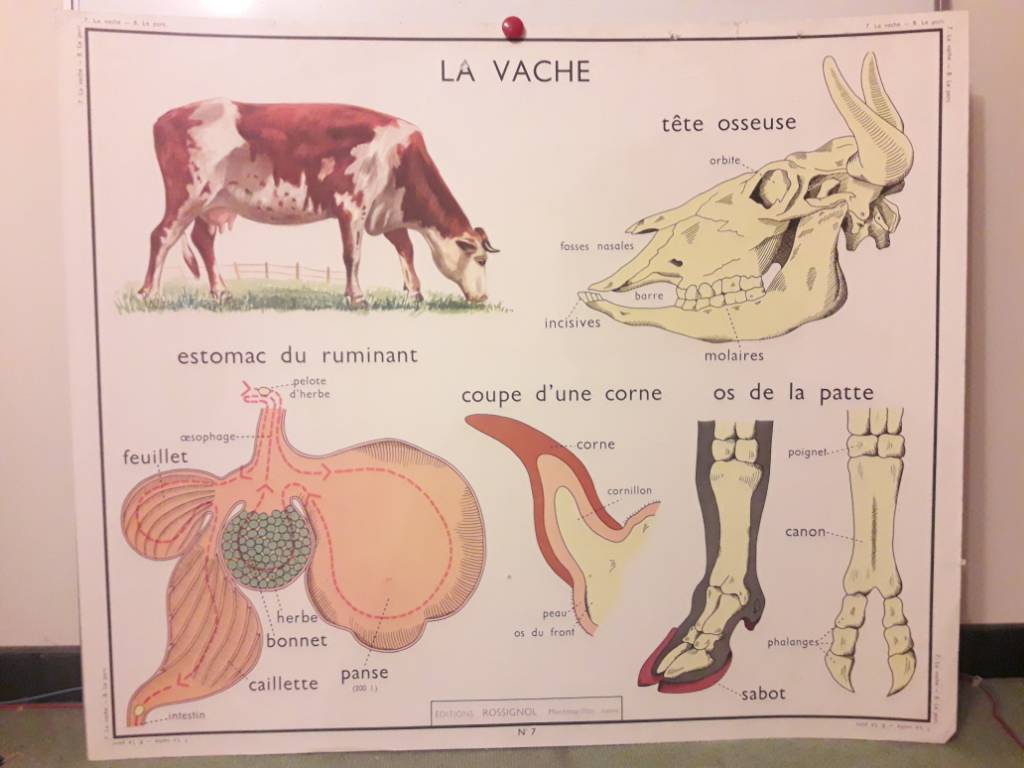 8 affiches Rossignol serie Animaux | Puces Privées