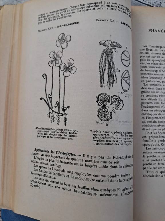 Livre Ancien Cours De botanique D Bach fleurs de Bach tome II 5Ème Édition rare | Puces Privées