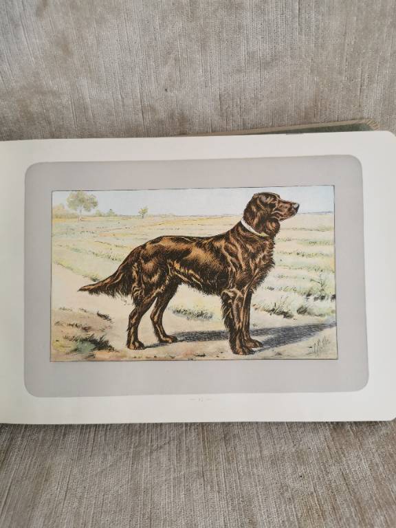 No - 620 - Les chiens le gibier et ses ennemis 1907 | Puces Privées