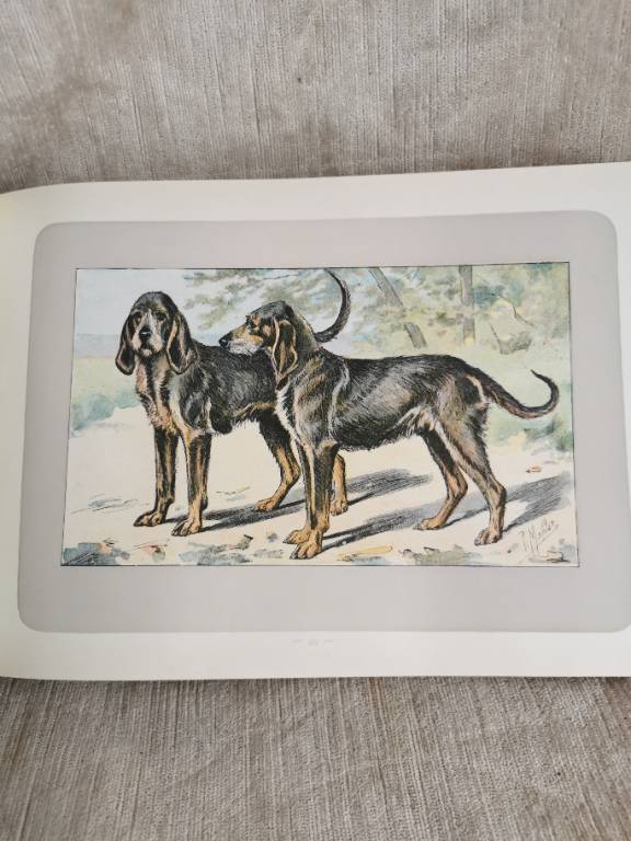 No - 620 - Les chiens le gibier et ses ennemis 1907 | Puces Privées