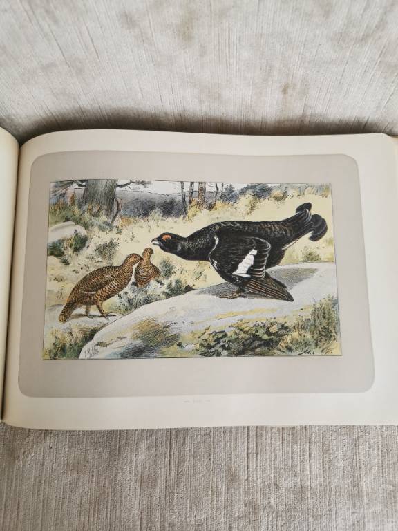 No - 620 - Les chiens le gibier et ses ennemis 1907 | Puces Privées