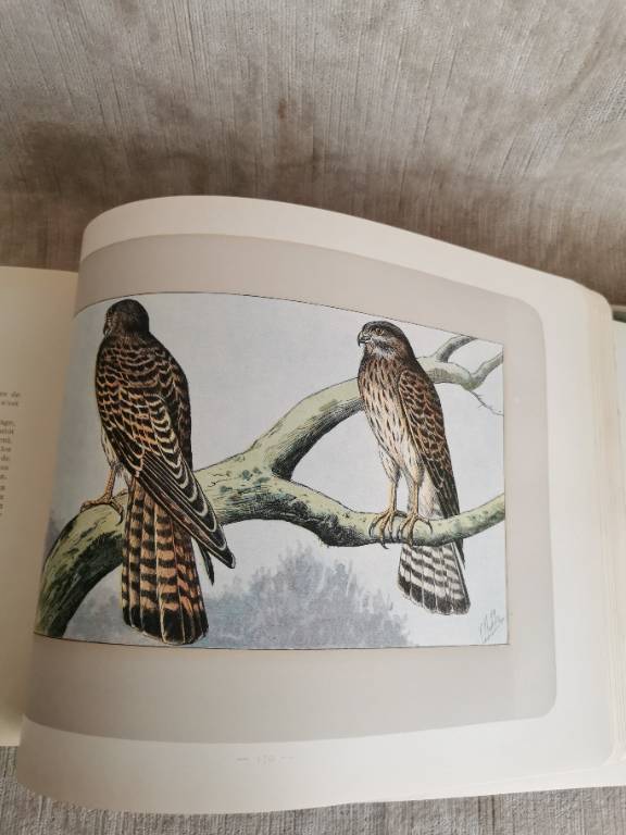 No - 620 - Les chiens le gibier et ses ennemis 1907 | Puces Privées