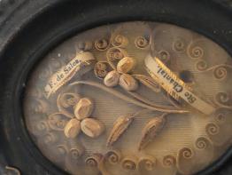 Cadre à insectes origine allemande XIXème | Puces Privées